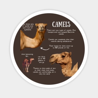 Animal Facts - Camel Magnet